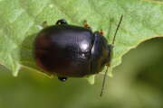 Thumbnail 357072 A