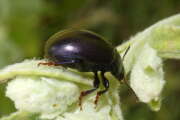 Thumbnail 357072 B