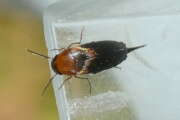 Thumbnail 357074 B