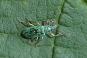 Thumbnail 357079 B
