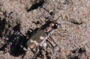 Thumbnail 357084 B
