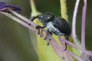 Thumbnail 357096 A