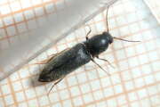 Thumbnail 357097 B