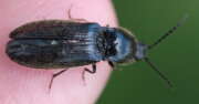 Thumbnail 357257 B