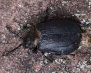 Thumbnail 357310 A