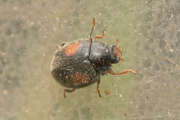 Thumbnail 357512 A