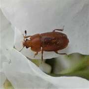 Thumbnail 357531 B