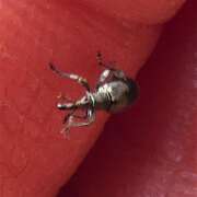 Thumbnail 357543 A
