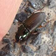 Thumbnail 357547 A