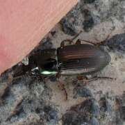 Thumbnail 357547 B