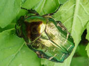 Thumbnail 357615 A