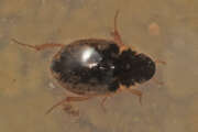 Thumbnail 357666 B
