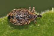 Thumbnail 357670 A