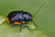 Thumbnail 357671 B