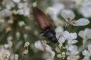 Thumbnail 357701 A