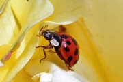 Thumbnail 357710 A