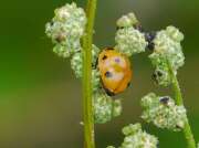 Thumbnail 357712 B