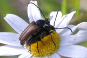 Thumbnail 357749 A