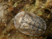 Thumbnail 357752 B