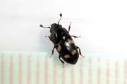 Thumbnail 357783 C