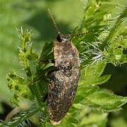 Thumbnail 357805 B