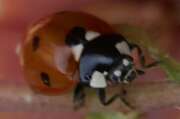 Thumbnail 357961 C
