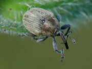 Thumbnail 358021 A