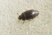 Thumbnail 358110 A