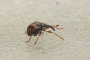 Thumbnail 358112 C