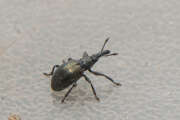 Thumbnail 358125 B