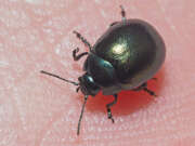 Thumbnail 358309 A