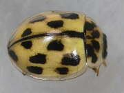 Thumbnail 358447 B