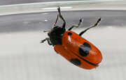 Thumbnail 358480 A