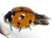 Thumbnail 358533 B