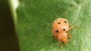 Thumbnail 358601 B