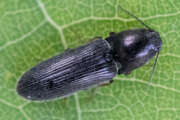 Thumbnail 358751 A