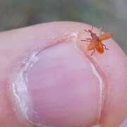 Thumbnail 358766 A