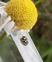 Thumbnail 358780 A