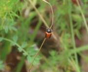 Thumbnail 358816 A
