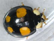 Thumbnail 358895 B