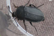 Thumbnail 359080 B