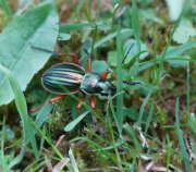 Thumbnail 359116 A