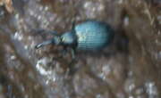 Thumbnail 359122 A