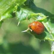 Thumbnail 359126 A