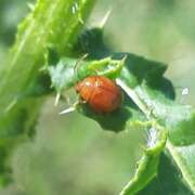 Thumbnail 359126 B