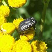 Thumbnail 359129 B