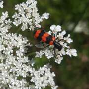 Thumbnail 359132 B