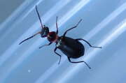 Thumbnail 359212 A