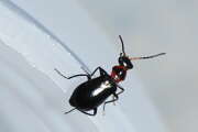 Thumbnail 359212 C