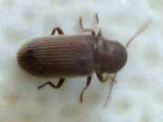 Thumbnail 359453 A